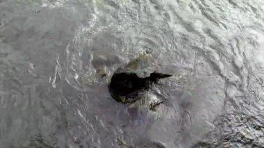 Yukarıdan sudaki taşa bak. Deniz ya da okyanus taşları yıkar.
