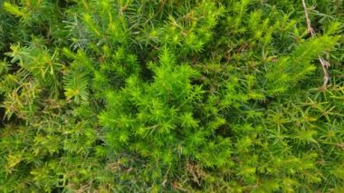 Porsuğun yeşil fidanlarının üst görüntüsü. Bataklıkta yosun. Ormanda ya da parkta yeşil ardıç. Yeşil biberiye manzarası. Yosun ve zambaklar