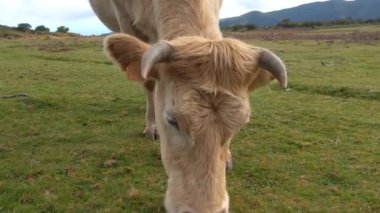 Otları yiyen bir ineğe yakın plan. Süt inekleri. İnek kırsal bir evcil hayvandır. Köy ekonomisi. Çevre dostu mallar ve yiyecekler. Sağlıklı beslenme