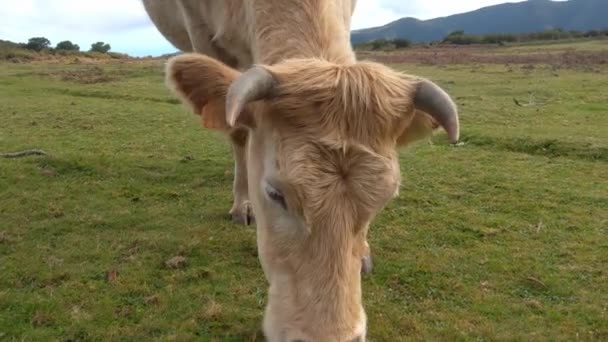 Primo Piano Una Mucca Che Mangia Erba Vacche Latte Mucca — Video Stock