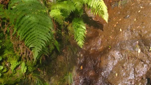 Pequeno Riacho Flui Sobre Uma Pedra Floresta — Vídeo de Stock