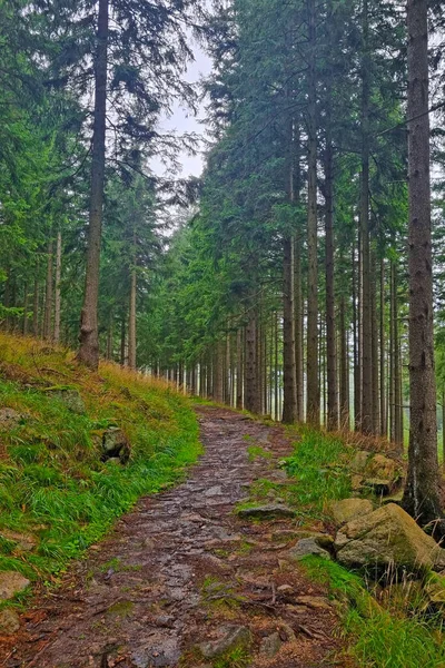 在绿色的森林里 一条潮湿的远足小径 秋天的森林徒步旅行 — 图库照片