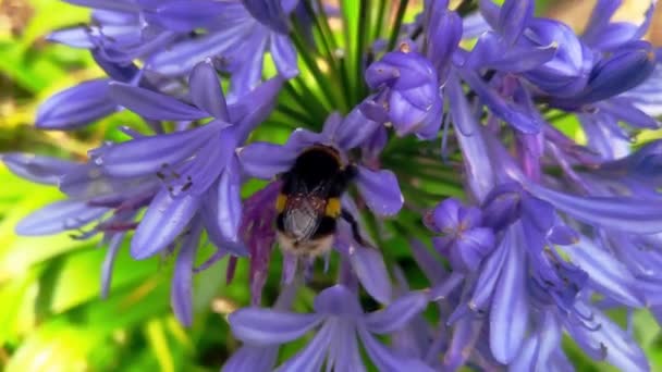 Close Dari Lebah Pada Bunga Bunga Bunga — Stok Video