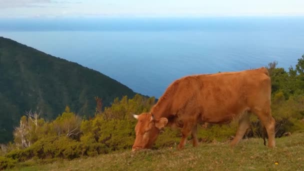 Ladera Las Verdes Montañas Una Vaca Come Hierba — Vídeo de stock