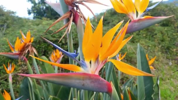 Kvetoucí Strelitzia Květina Parku Strelitzia Tradiční Květ Ostrova Madeira Tropické — Stock video