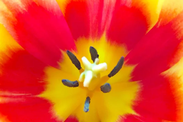 Gros Plan Une Fleur Tulipe Dans Parc Printemps — Photo