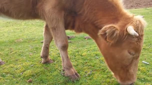 Κοντινό Πλάνο Μιας Αγελάδας Γαλακτοπαραγωγής Που Τρώει Χόρτο Γεωργία Οικολογικά — Αρχείο Βίντεο