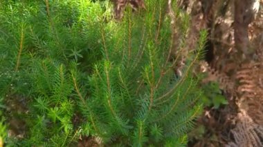 Ormandaki yeşil, genç bir ladin ağacının yakın çekimi.