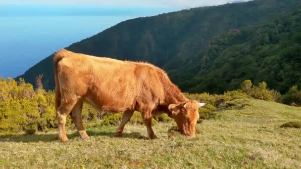 Όμορφη Κόκκινη Αγελάδα Γαλακτοπαραγωγής Τρώει Πράσινο Γρασίδι — Αρχείο Βίντεο