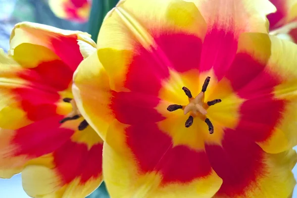 Vue Dessus Des Belles Tulipes Fleurs Dans Parc Printemps — Photo