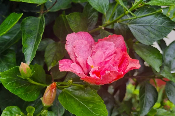 Jardin Tropical Fleuri Printemps Une Fleur Fleurie Sur Arbre — Photo
