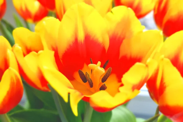 Gros Plan Des Tulipes Fraîches Fleurs Dans Jardin Printemps — Photo