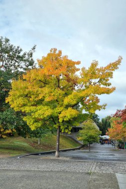 Parkta bulutlu bir sonbahar gününde sarı ağaçlar