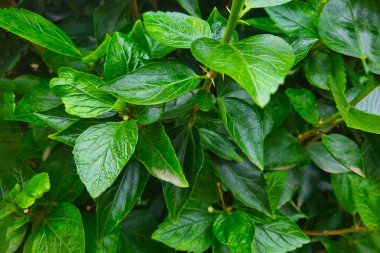 Bir ağacın ya da çalıların genç yapraklarının güzel yeşil arkaplanı