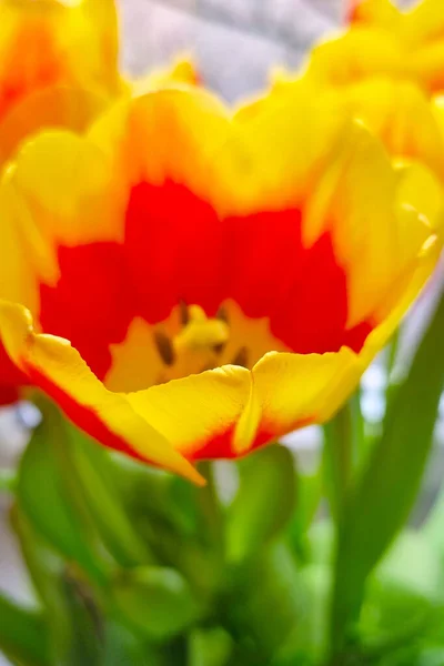 Close Uma Tulipa Florescendo Parque Primavera — Fotografia de Stock