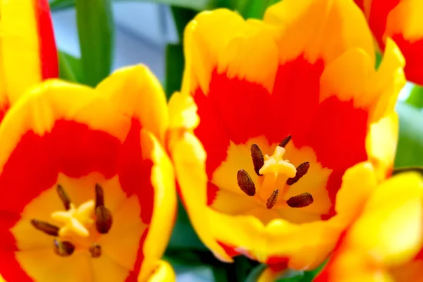 Gros Plan Des Tulipes Fleurs Dans Vase — Photo