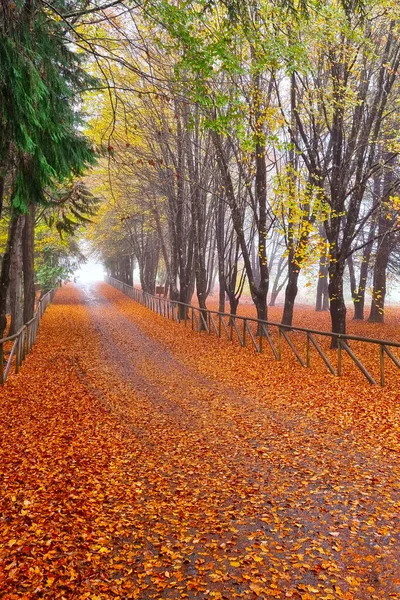 Beautiful Autumn Background Fallen Leaves Trees Park — Stock Photo, Image