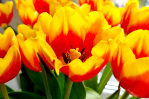 Букет Живих Квітів Тюльпанів Красиві Тюльпани Вазі — стокове фото