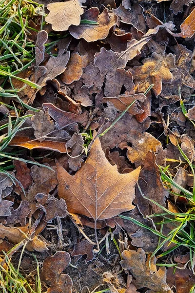 Fallen Frozen Leaves Green Grass Autumn Background — Stock Photo, Image