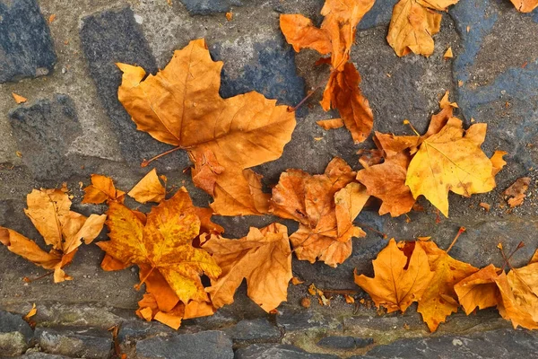 Выпавшие Жёлтые Сухие Листья Земле Осенний Фон — стоковое фото