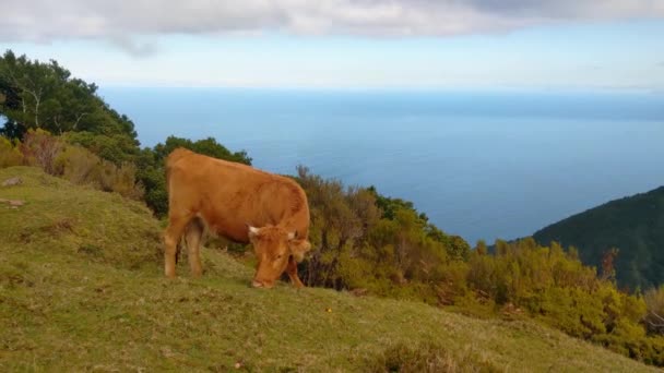 Panta Insulei Vacă Mănâncă Iarbă Verde — Videoclip de stoc