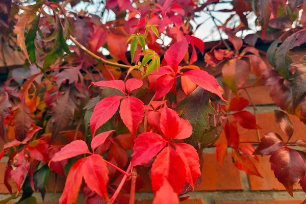 Close Arbustos Ornamentais Vermelhos Outono — Fotografia de Stock