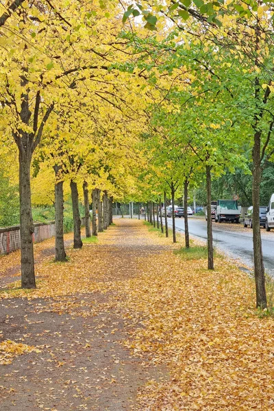 Amarillos Árboles Verdes Largo Calle Otoño Hojas Caídas Suelo — Foto de Stock