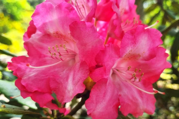 Azalea Fiore Giardino Primavera Sfondo Primavera — Foto Stock