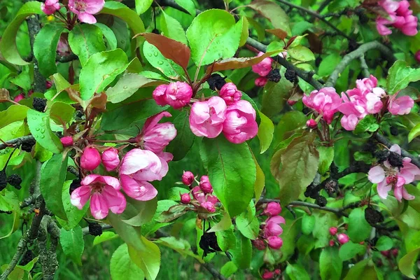 Las Ramas Que Florecen Manzano Jardín Primavera — Foto de Stock