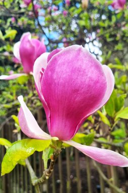 İlkbaharda parkta çiçek açan bir manolya çiçeğinin yakın çekimi.