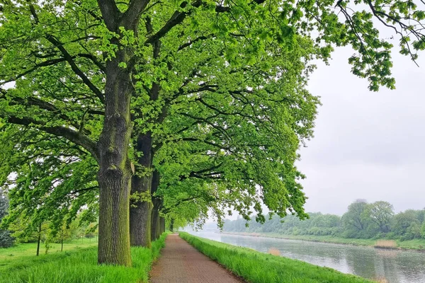 Красива Зелена Алея Дерев Вздовж Річки — стокове фото