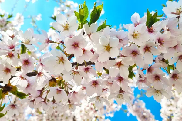 蓝天上的樱花枝条 — 图库照片