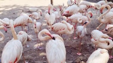 Pembe flamingo sürüsünün görüntüsü. Flamingolar tüylerini temizliyor.