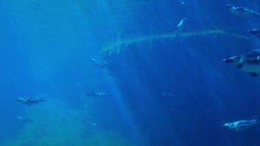 Suda yüzen penguenlerin sualtı çekimi