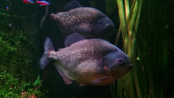 Onderwater Schieten Van Drijvende Piranha Diepte Van Rivier — Stockvideo
