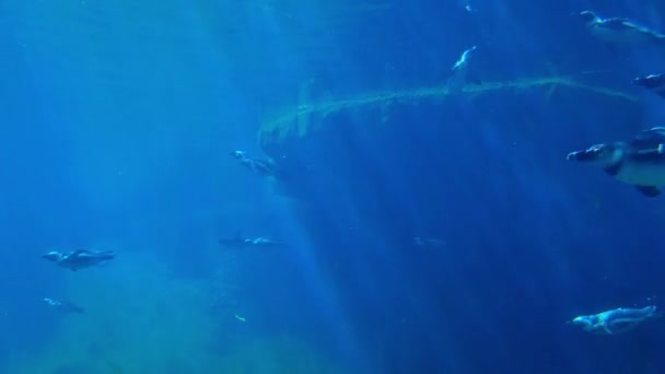 Podwodne Strzelanie Pingwinów Pływających Wodzie — Wideo stockowe