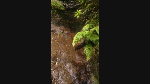 Ein Kleiner Bach Den Bergen Fließt Die Steine Hinunter — Stockvideo