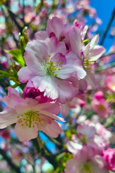 春天里花园里一棵开花的苹果树枝条的特写 — 图库照片