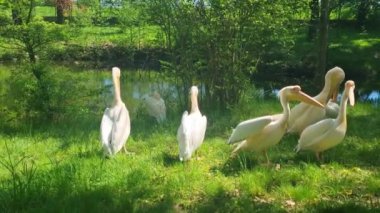 Bir pelikan sürüsü göletin kenarında tüylerini fırçalıyor.