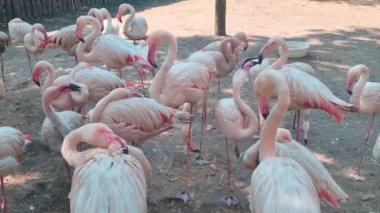Pembe flamingo sürüsünün yakın çekimi