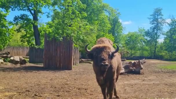 Large Bison Chews Close Park — Stock Video