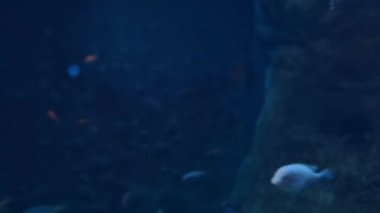 Denizin dibindeki yüzen balıkların sualtı fotoğrafları.