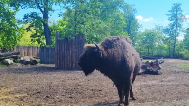 Bison Chews Food Animal Park — Stock Video