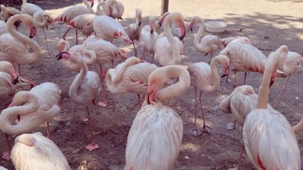 Pinkfarbene Flamingos Putzen Federn Tierpark — Stockvideo