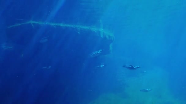 Onderwaterfotografie Van Zwemmende Pinguïns Het Water — Stockvideo