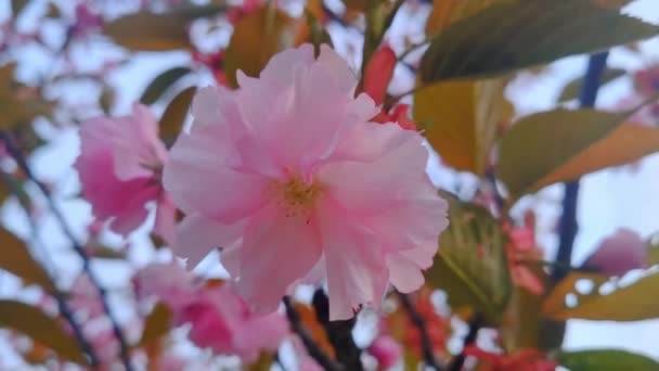 Una Flor Rosa Una Rama Árbol Balancea Viento — Vídeo de stock