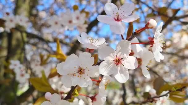 Lkbaharda Parkta Genç Bir Kiraz Çiçeği Dalı — Stok video