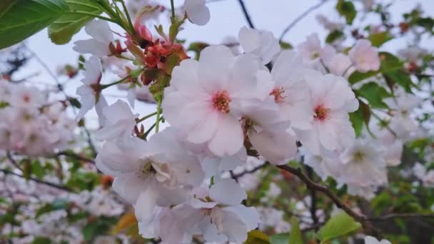Gren Ett Blommande Sommarträd Parken — Stockvideo