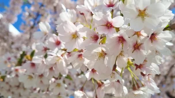 樱花枝条在春风中飘扬 — 图库视频影像