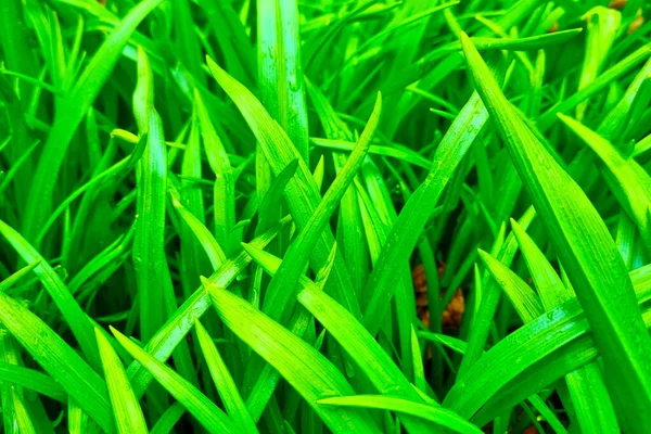 Jong Groen Gras Een Weiland Achtergrond Van Natuur — Stockfoto